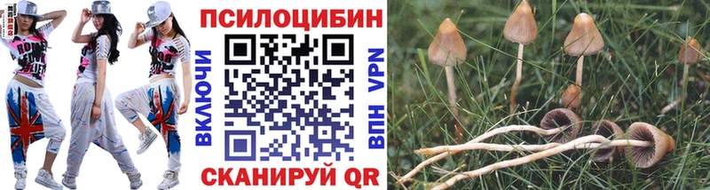 Купить где Озёры Псилоцибиновые грибы мухоморы